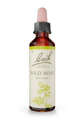 Bach Wild Rose 20ml